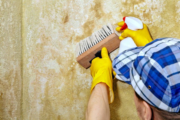 Reliable Benton City, WA Mold Removal Solutions